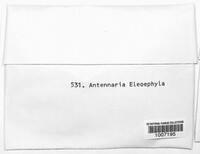 Antennariella elaeophila image